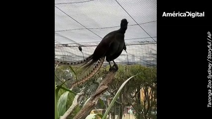 Ave aprende a imitar a la perfección el llanto de un bebé y sorprende a los cuidadores de un zoológico