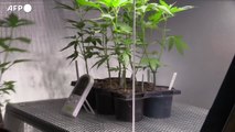 Primo si' alla mini-coltivazione di cannabis a casa