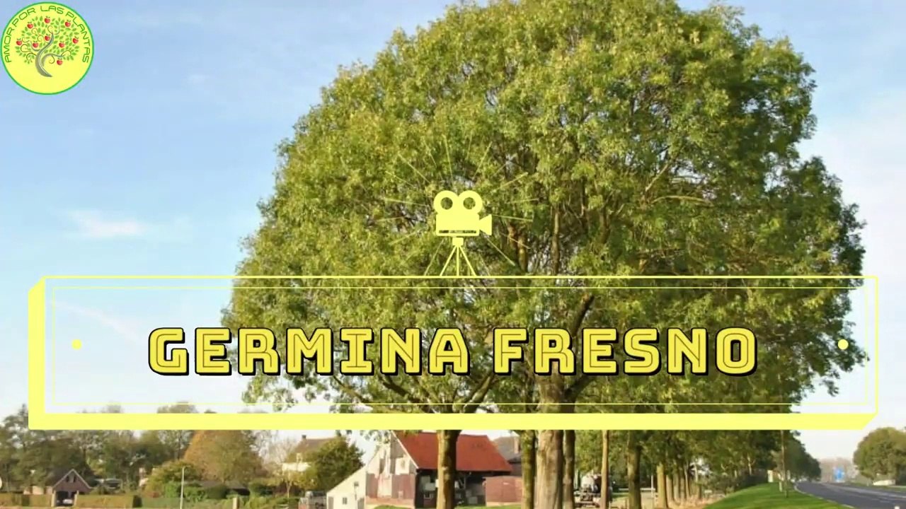 Germinacion de Fresno _como se hace (Fraxinus)