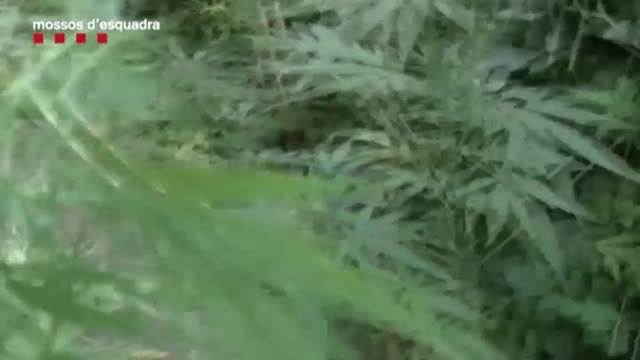 Una operación de los Mossos en una plantación de marihuana se salda con un agente herido