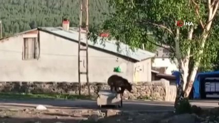 Ayı güpegündüz mahalleye indi...Çocuklar kovaladı, ayı kaçtı