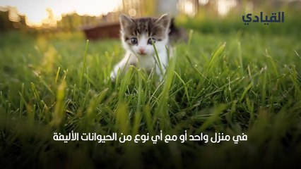 10 علامات تؤكد سعادة قطتك في منزلك