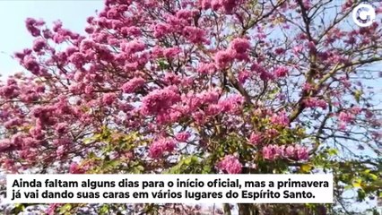 Télécharger la video: Ipê-rosa deixa praça florida e atrai moradores na Serra