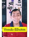 Venda de filhotes