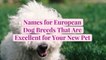 50 Names for European Dog Breeds That Are Excellent for Your New Pet