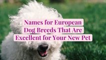 50 Names for European Dog Breeds That Are Excellent for Your New Pet