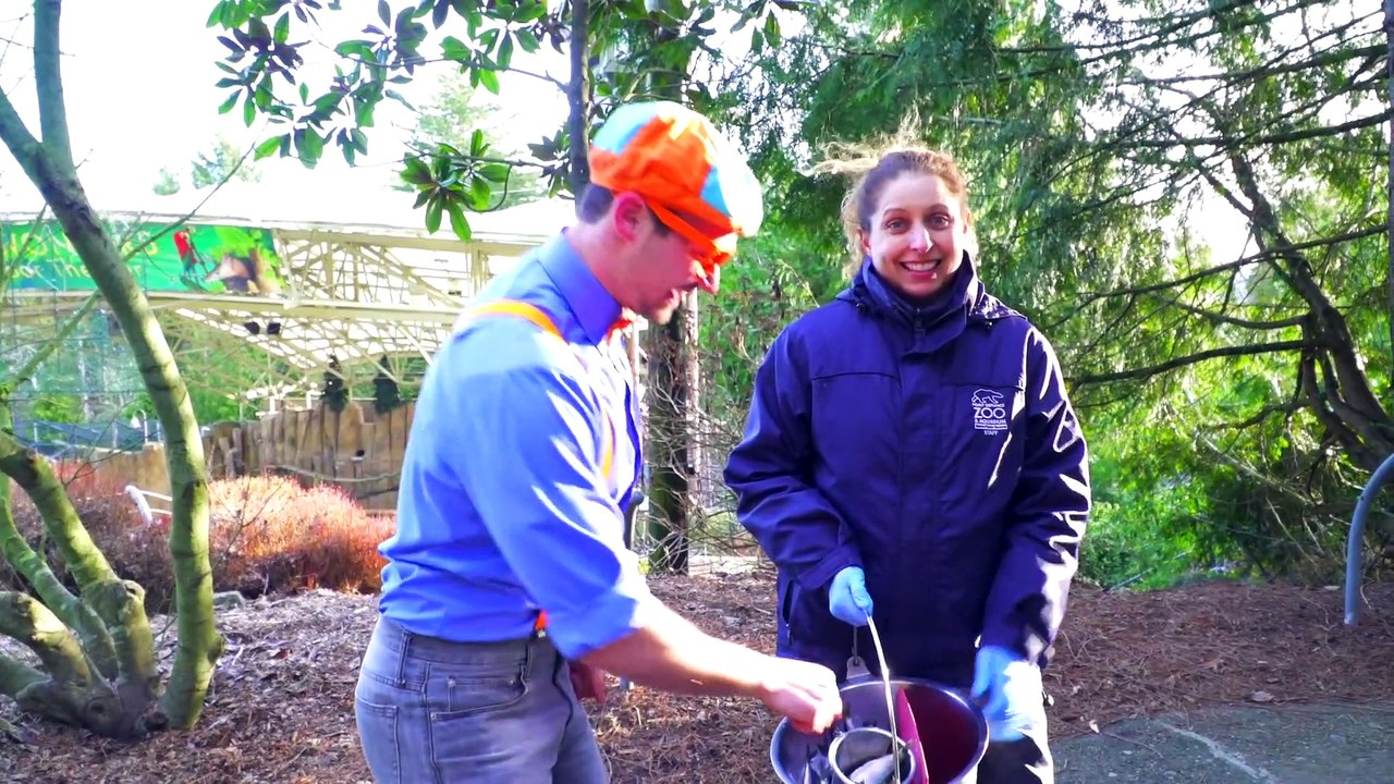  Blippi visita un zoológico (Zoológico y Acuario Point Defiance)  | Videos Educativos