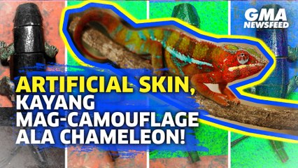 Artificial skin, kayang mag-camouflage ala chameleon! | GMA News Feed