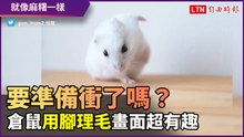 這是準備要衝到哪裡嗎？倉鼠用後腳理毛 模樣逗趣又可愛