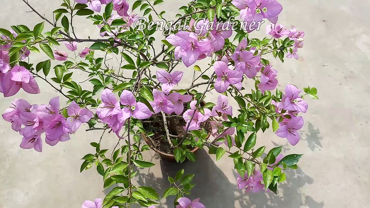 How to Get More Flowers On Bougainvillea|  Easy & Free Fertilizer For Any Plants