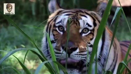 9 Most Rare White Animals In The World Urdu - دنیا کے خوبصورت سفید جانور