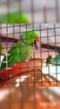 Cutest Indian Talking Parrot  | Rose Ringed Parakeet