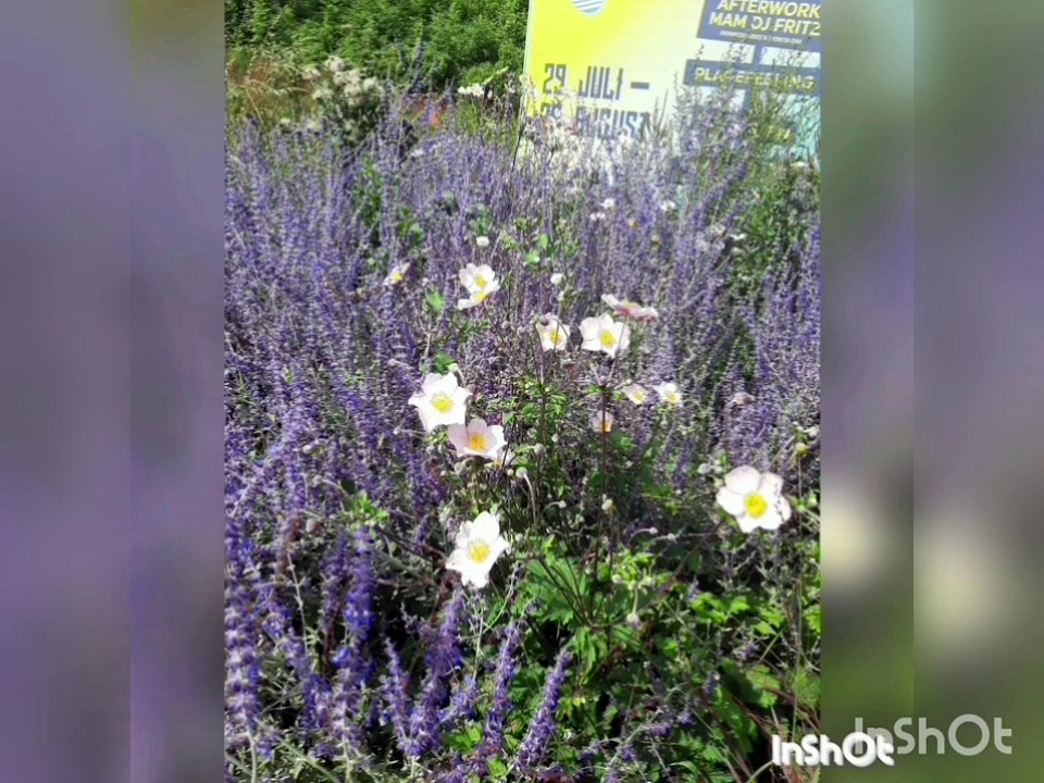 Coucousalat*in Differdange/Mondorf/Remich/Junglinster *  *Corona Tag 511/512