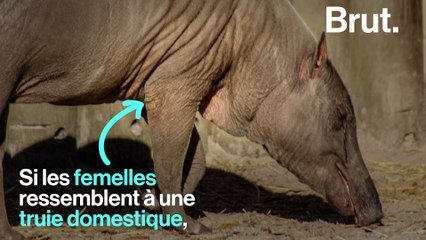 Le babiroussa, cochon sauvage d'Indonésie