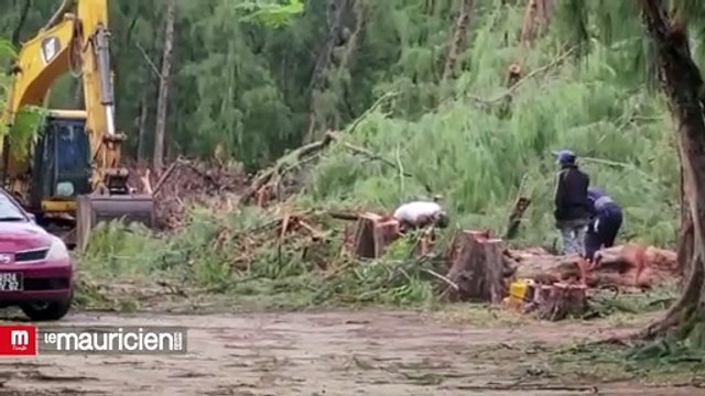 Plage publique : l'abattage d'arbres à Mont-Choisy laisse perplexe