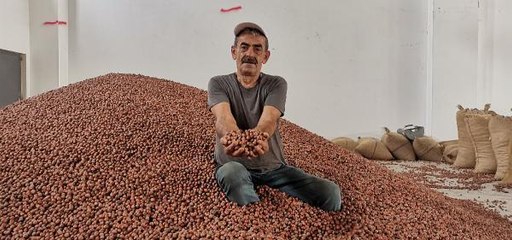 TMO DUYURDU FINDIK ÜRETİCİLERİNE ÖDEMELER BUGÜN