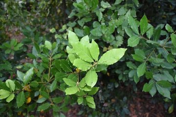 'TÜRK DEFNESİ' COĞRAFİ İŞARET ALMAYA HAK KAZANDI