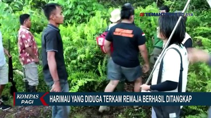 Petugas Berhasil Tangkap dan Evakuasi Harimau yang Diduga Menerkam Remaja Hingga Tewas