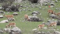 Munzur Dağı terörden temizlendi, yaylalar yaban keçilerine kaldı