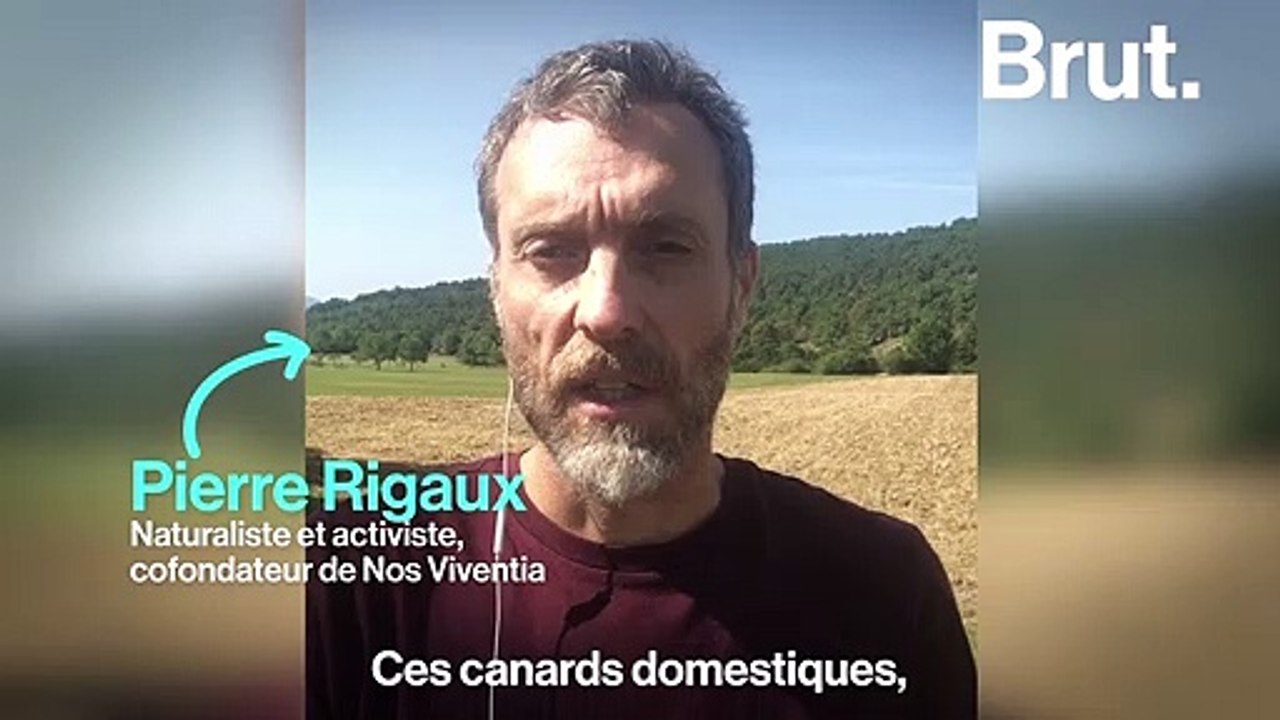 La technique de chasse des "appelants", une méthode controversée