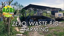 Zero Waste Pig Farming