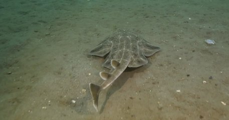 Pays de Galles : un photographe filme sa rencontre avec un requin-ange, une espèce rare en voie de disparition