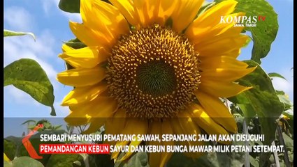 Sejuknya Wisata Kebun Bunga Matahari di Batu