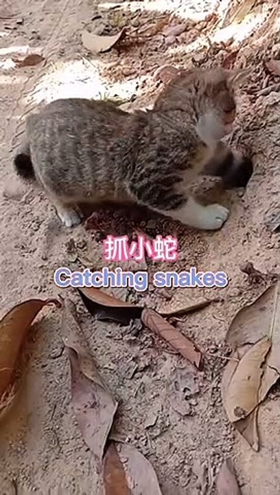 Catching snakes funny cat