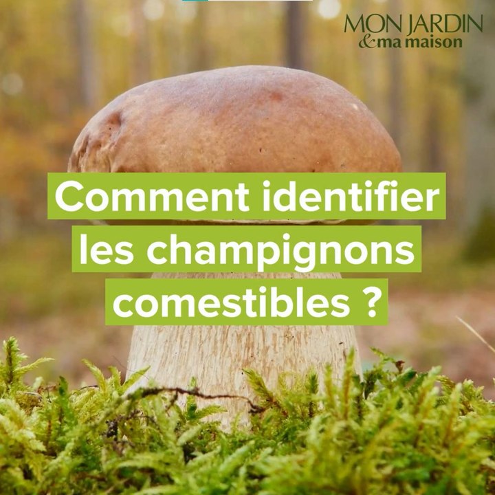Comment identifier les champignons comestibles ?