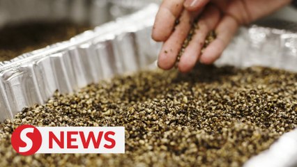 Unimap becomes first public university to conduct research on hemp cultivation