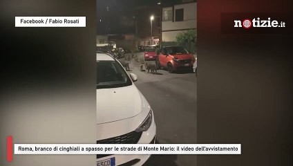 Download Video: Roma, branco di cinghiali a spasso per le strade di Monte Mario: il video dell’avvistamento