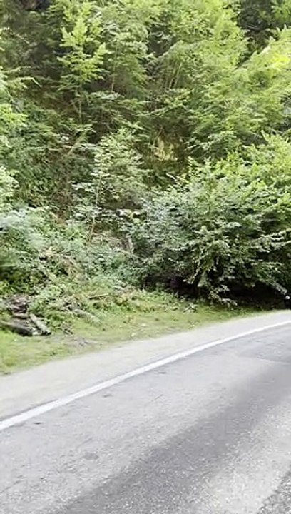 Bear Climbs Down From Car Roof Perch