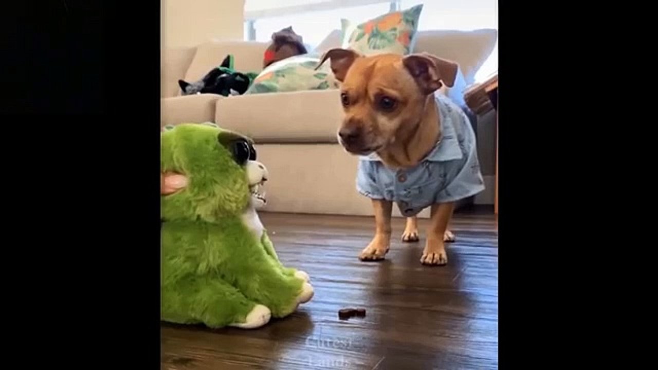 Cute And Funny Pets - Try Not To Laugh To These Pets Compilation #7 Cutest Lands