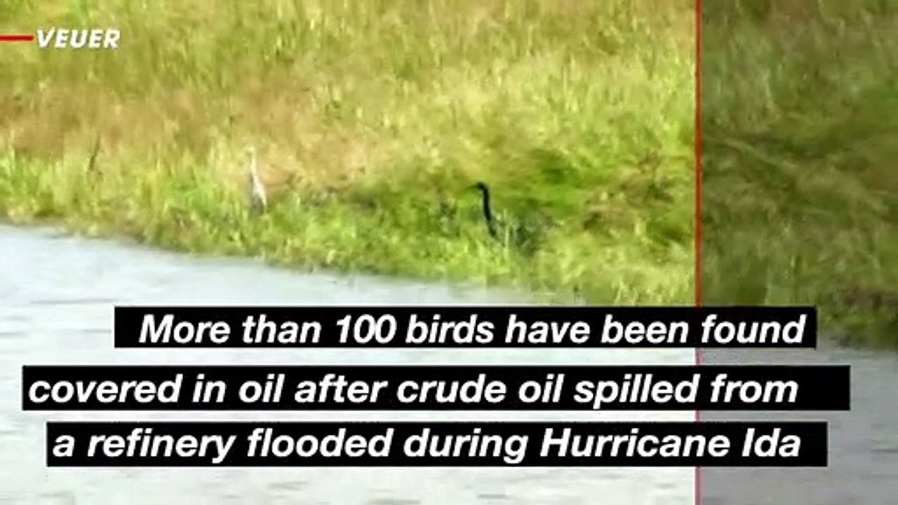 Louisiana Wildlife Officials Are Saving Oil-Soaked Birds Following Hurricane Ida Refinery Damage
