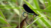 [HOT] Beautiful mating of dragonflies., 다큐 플렉스 210910
