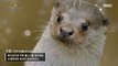[HOT] Top predator otter, 다큐 플렉스 210910