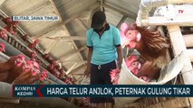 Harga Telur Ayam Anjlok, Peternak Di Kabupaten Blitar Gulung Tikar