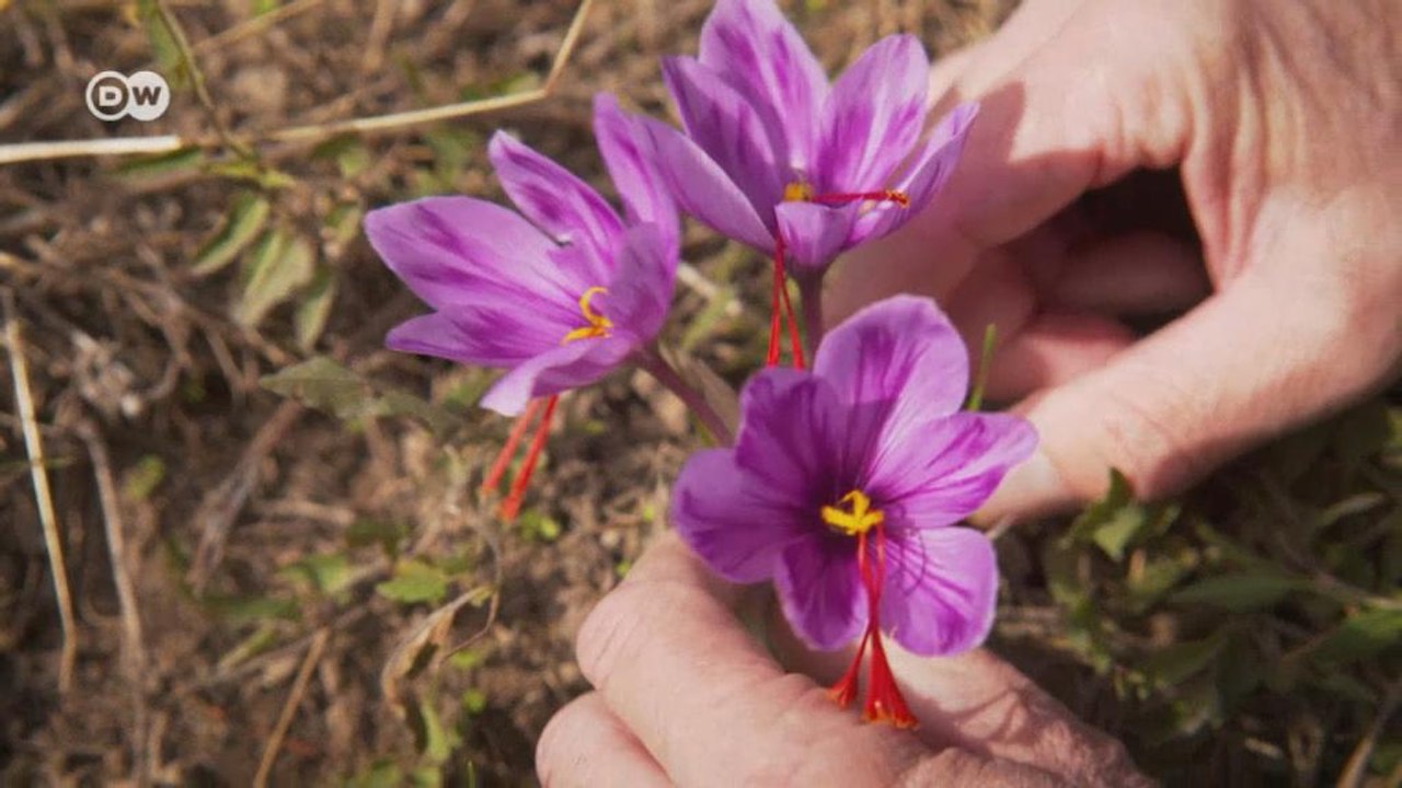 Açafrão, a especiaria mais preciosa do mundo