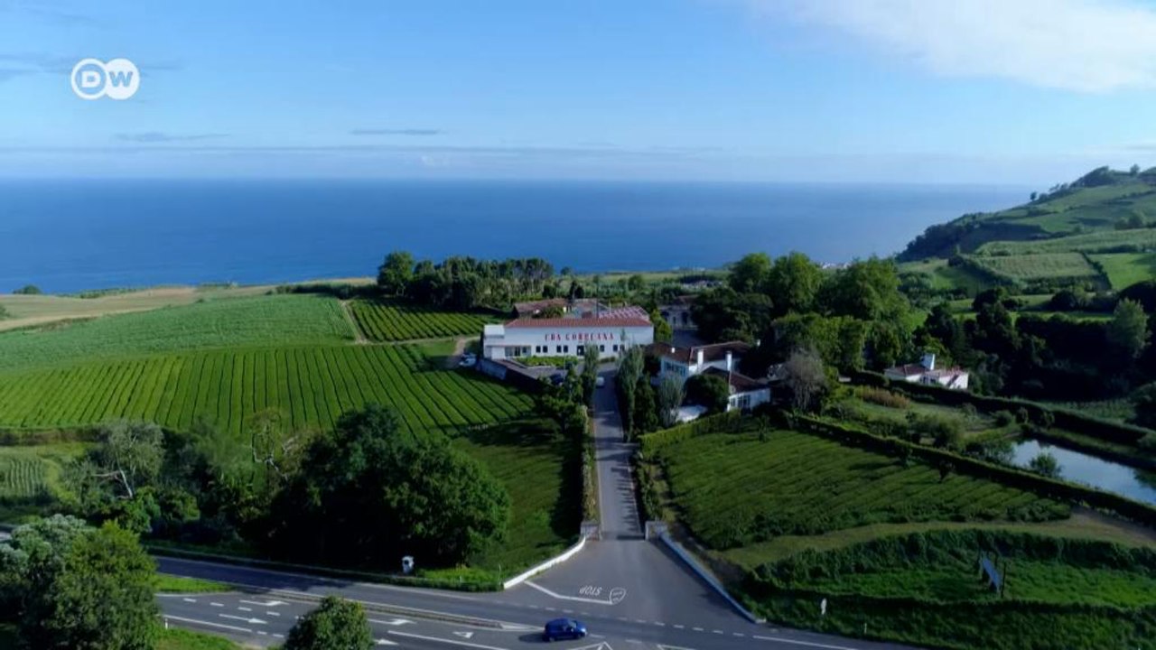 A plantação de chá mais antiga da Europa fica nos Açores