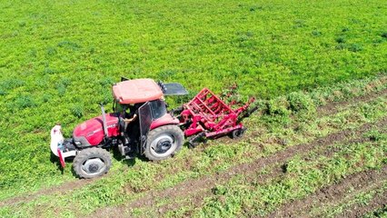 Yer fıstığı fiyatları yüzde 50 düştü
