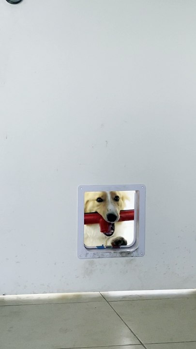 Clever Corgi Refuses to Give Up