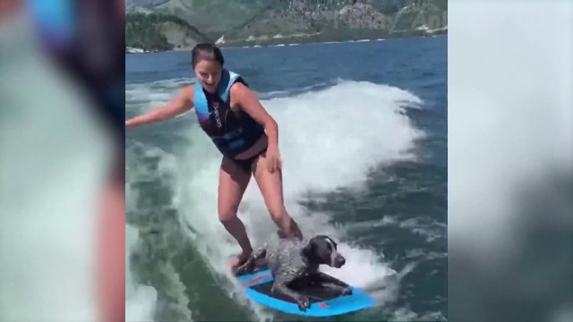 Meilleures Vidéos Amusantes Sur Les Animaux De Compagnie De 2021 - Chats Et Chiens Curieux