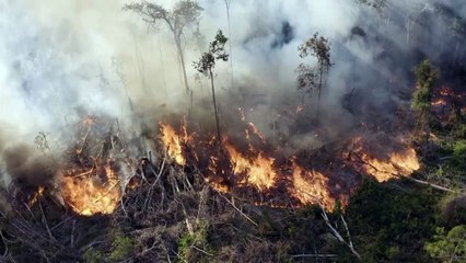 Pela preservação da Amazônia