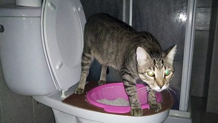 Cat sitting on the toilet