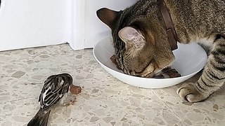 Cat's best friend sparrow