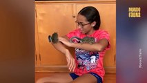¿Eres tú Alvin? niña rescata tres ardillas bebé luego de que perdieran su nido tras el paso de un huracán