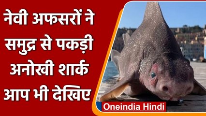 Italy:समुद्र से मिली Pig की शक्ल की दिखने वाली Shark, इंटरनेट पर फोटो वायरल | वनइंडिया हिंदी