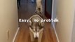 Husky Howls at High TP Tower