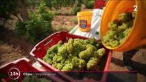 Routes du vin : en Chine, des cépages aux origines françaises