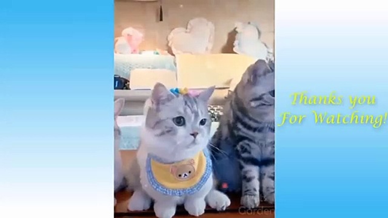 Cute Cats and Funny Dogs Videos Compilation 2021